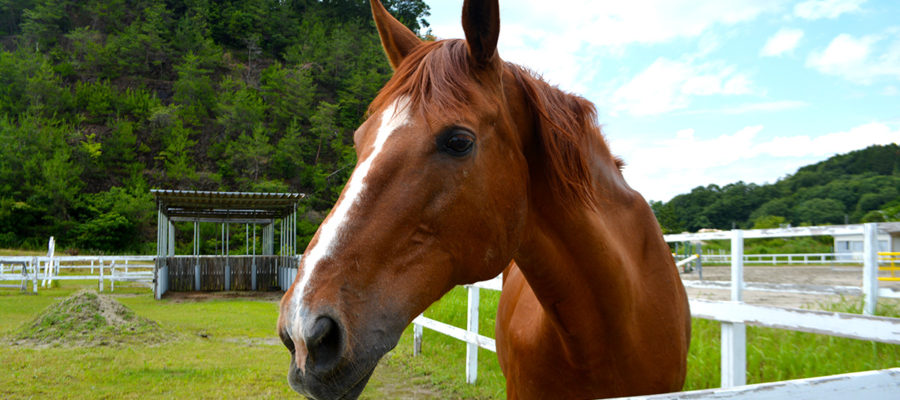 犬山乗馬クラブトップ画像04